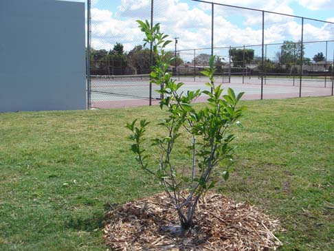 Larry Wong Tree